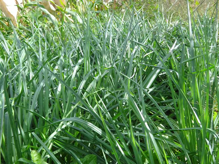 Fiore Blu salsify - Image 2