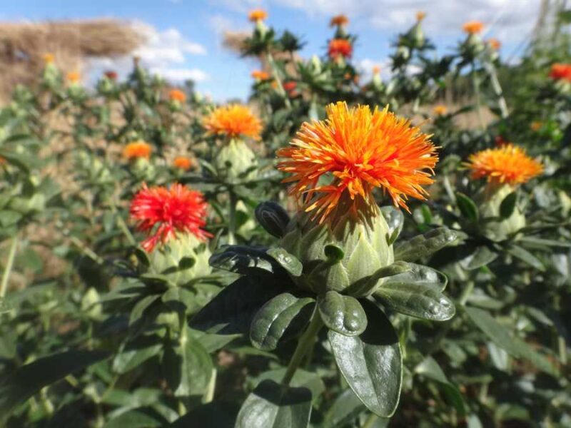 Spineless safflower