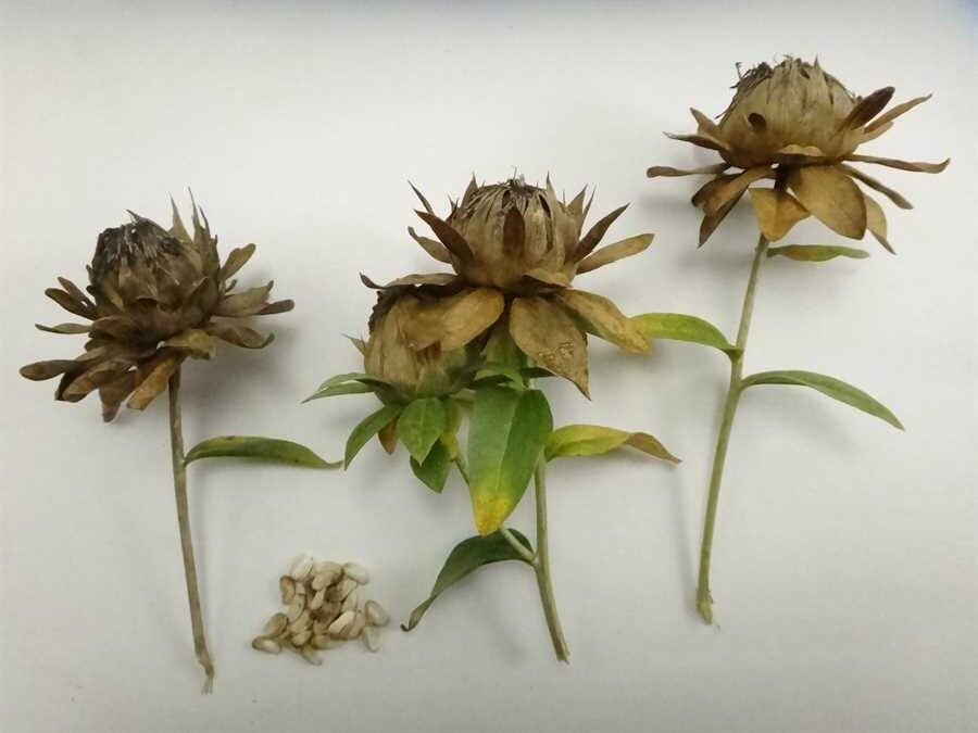 Spineless safflower - Image 4