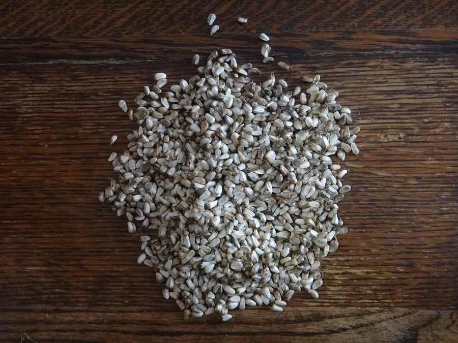 Spineless safflower - Image 2