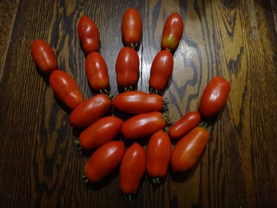Ten Fingers of Naples tomato - Image 2