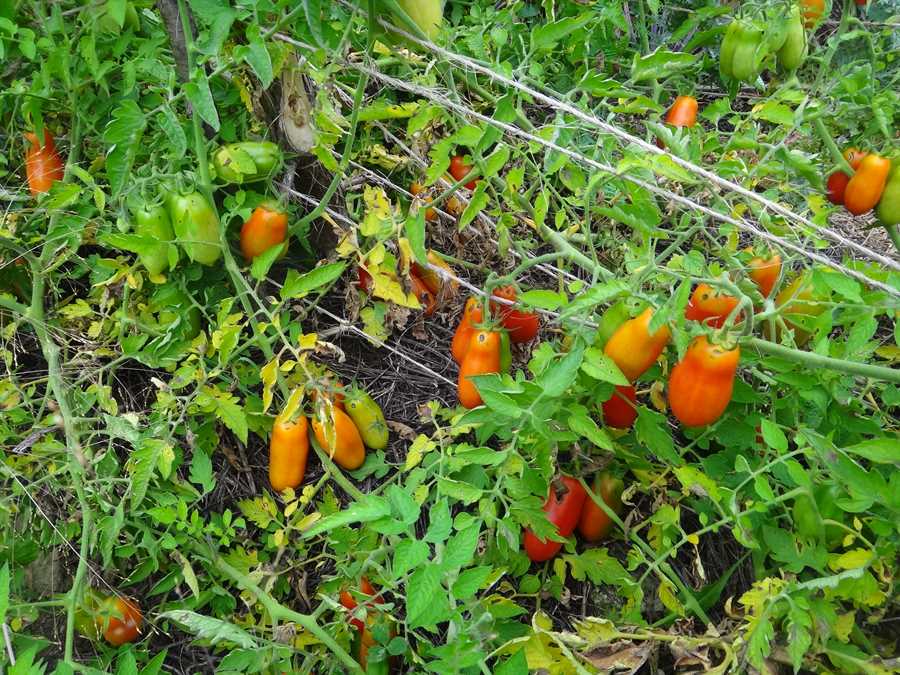 Ten Fingers of Naples tomato - Image 3