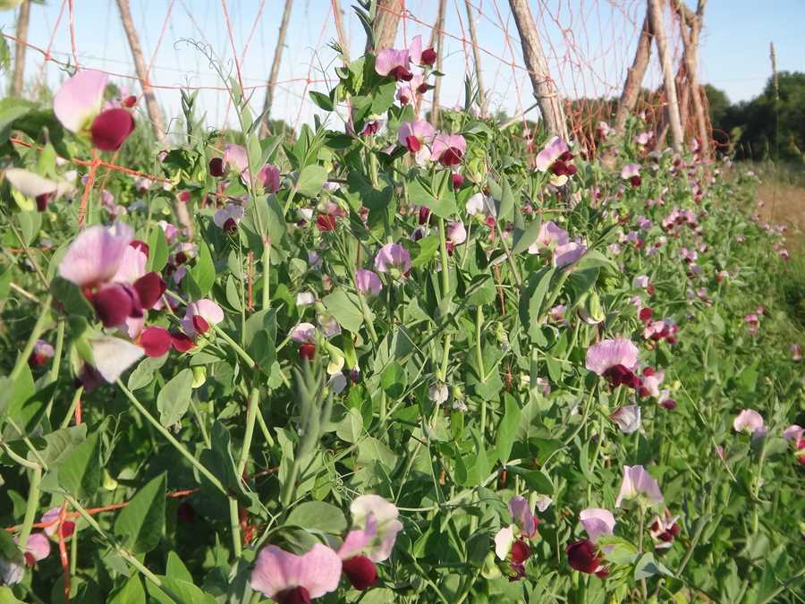 Wild Pea of Umbria - Image 2