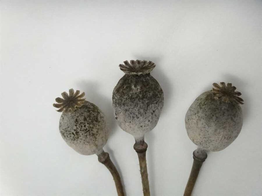 Ziar poppy - Image 5