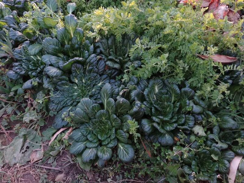 Leafy Vegetables