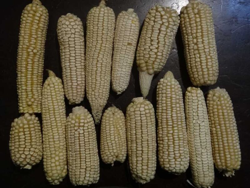 Arkhipov White Dent corn