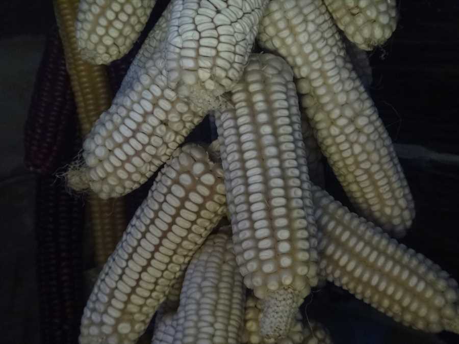 Arkhipov White Dent corn - Image 2