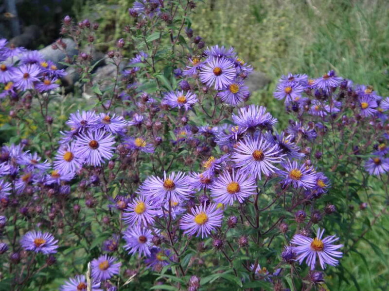 New England Aster