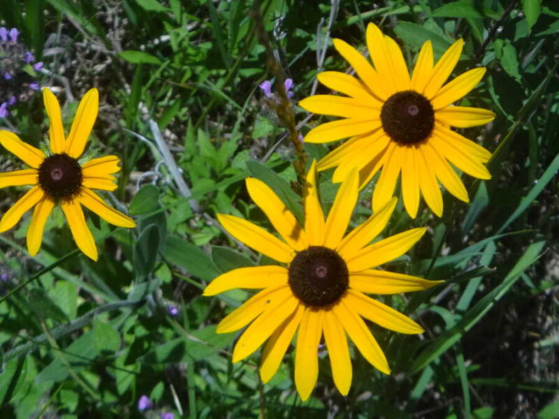 Black-Eyed Susan