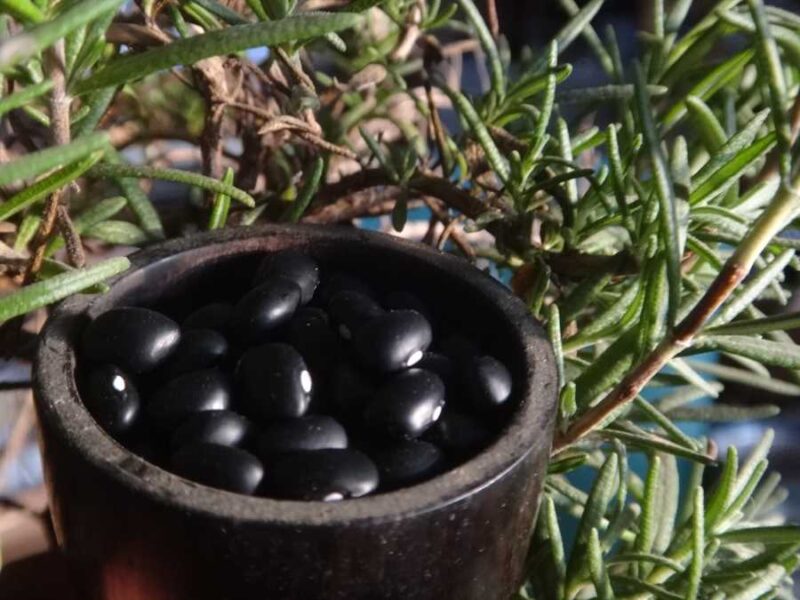 Black Nicaraguan bean