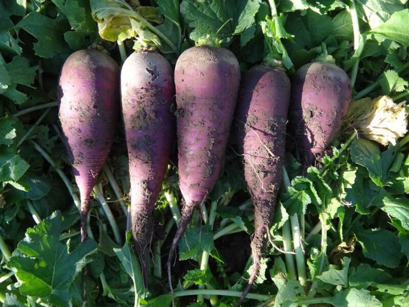 Blauer Winter radish