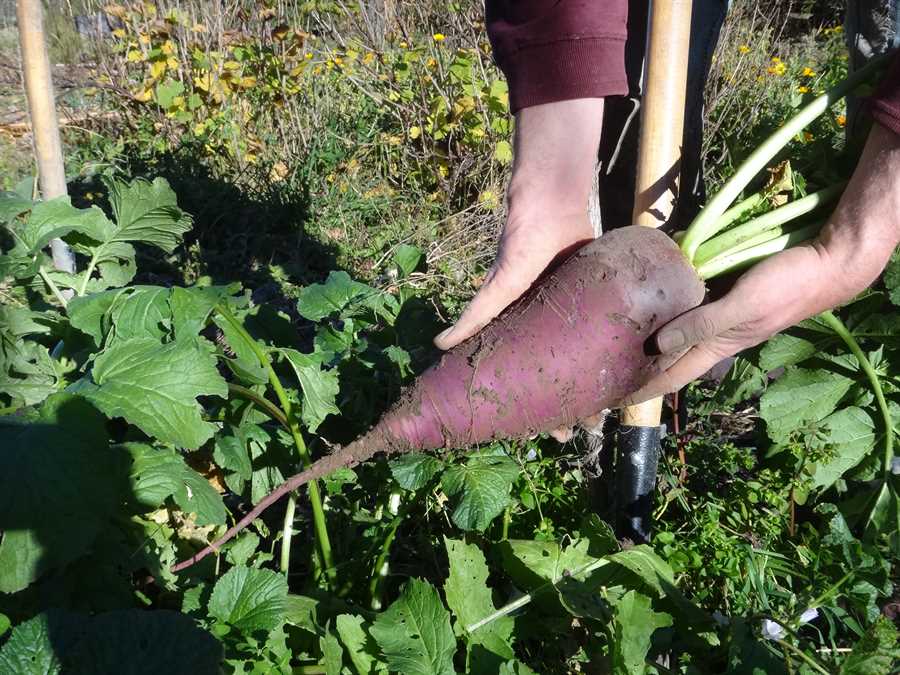Blauer Winter radish - Image 3