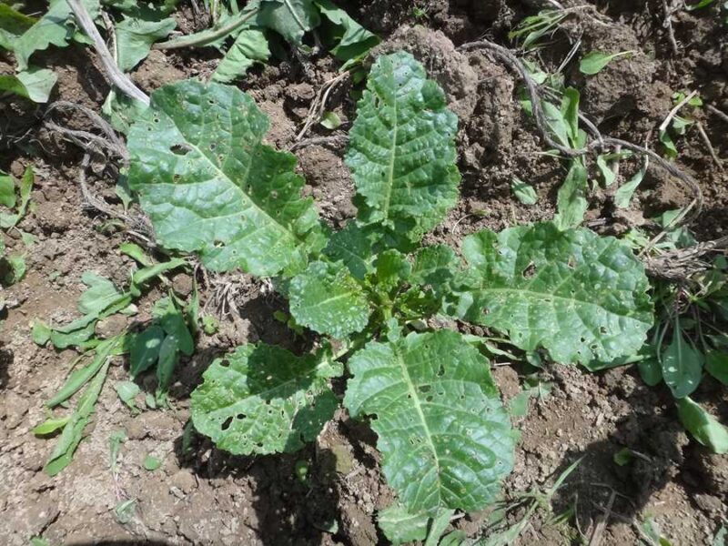 Ethiopian Kale