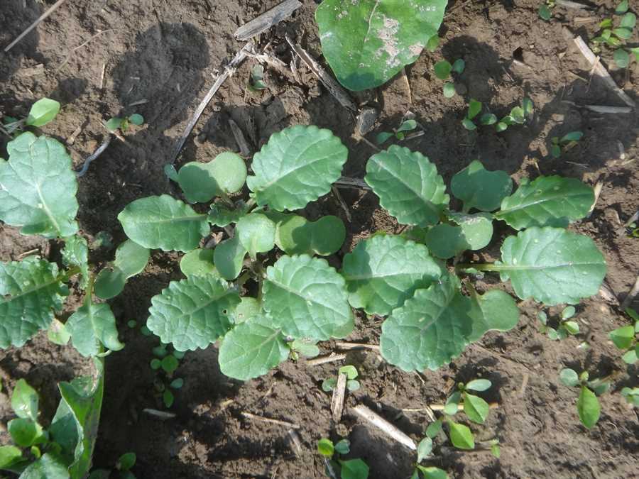 Ethiopian Kale - Image 2
