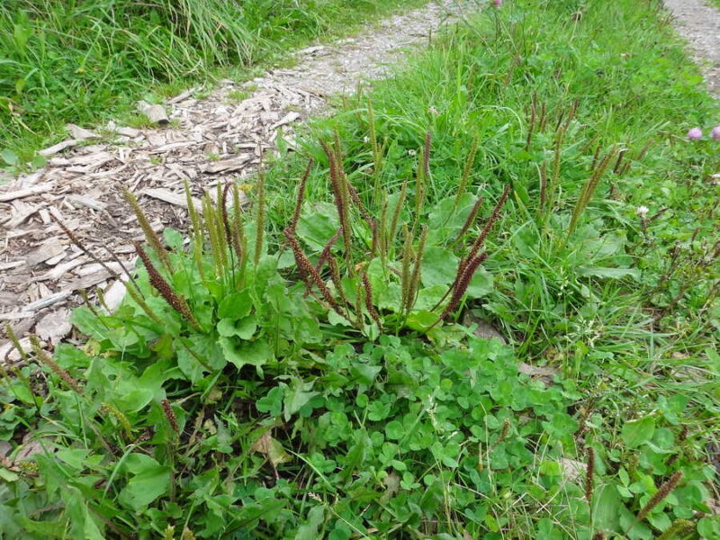 Broadleaf Plantain