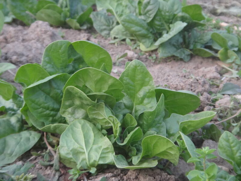 Butterflay spinach
