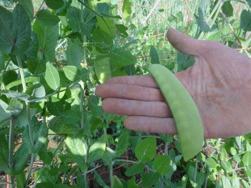 Calvert pea