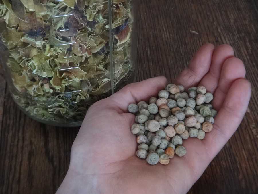 Calvert pea - Image 3