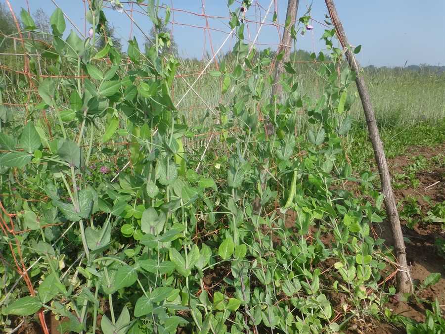 Calvert pea - Image 2