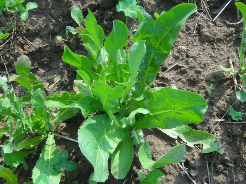 Cardoncella Barese escarole