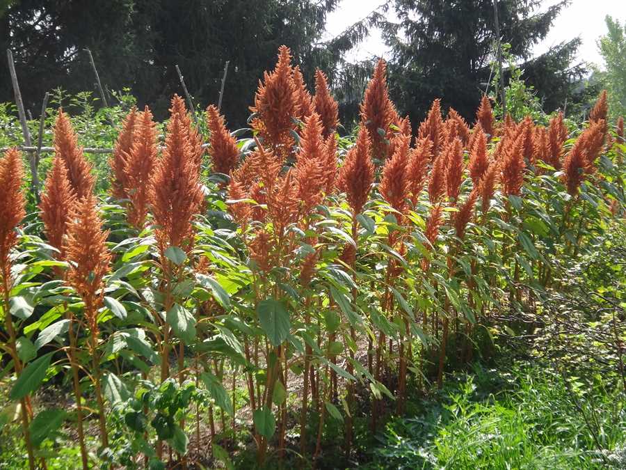 Copperhead amaranth - Image 2