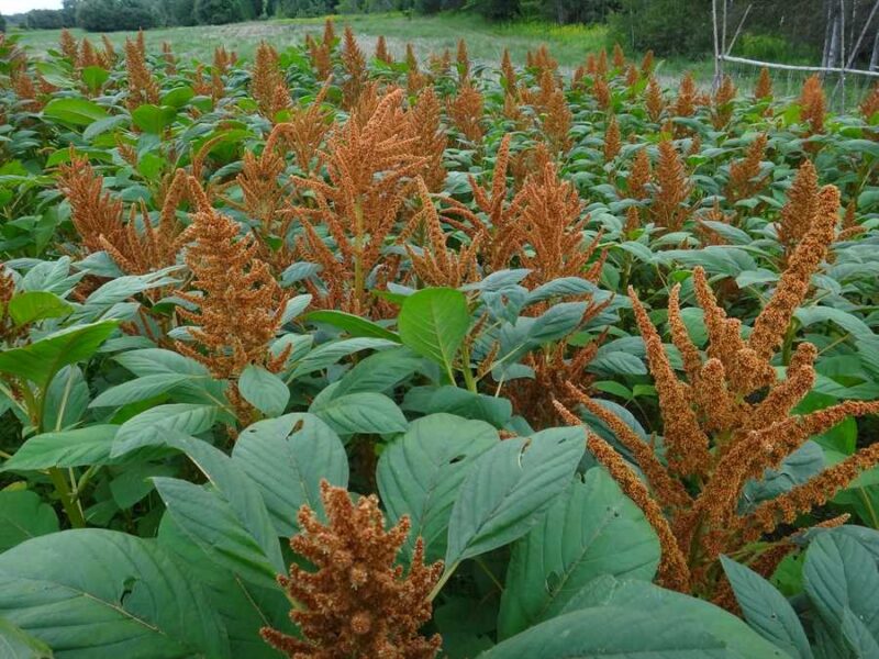 Amaranth