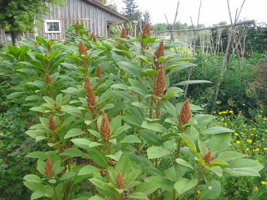 Copperhead amaranth - Image 3
