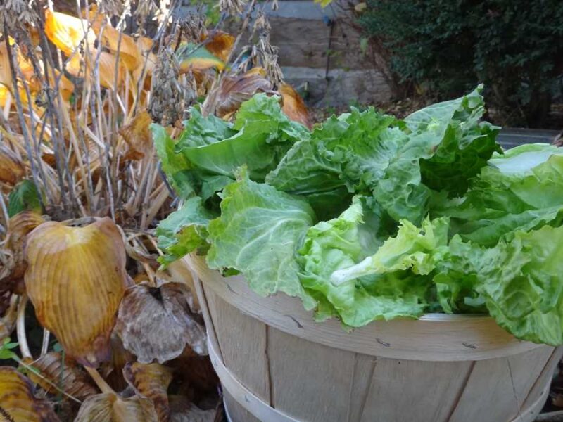Cornet de la Loire escarole