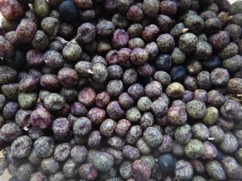 Dead Viking pea