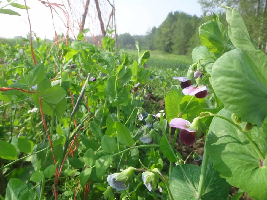 Dead Viking pea - Image 3