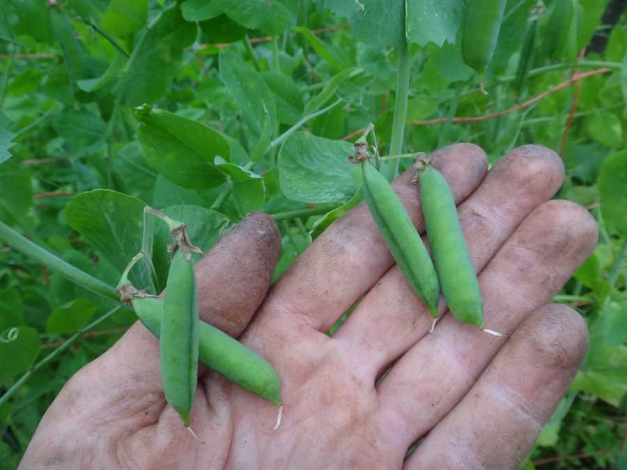 Dead Viking pea - Image 2