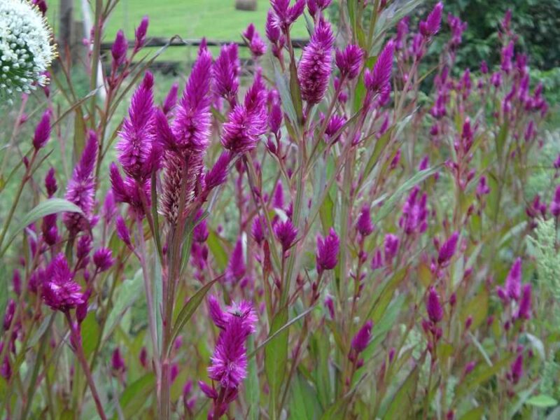 Sokoyokoto celosia