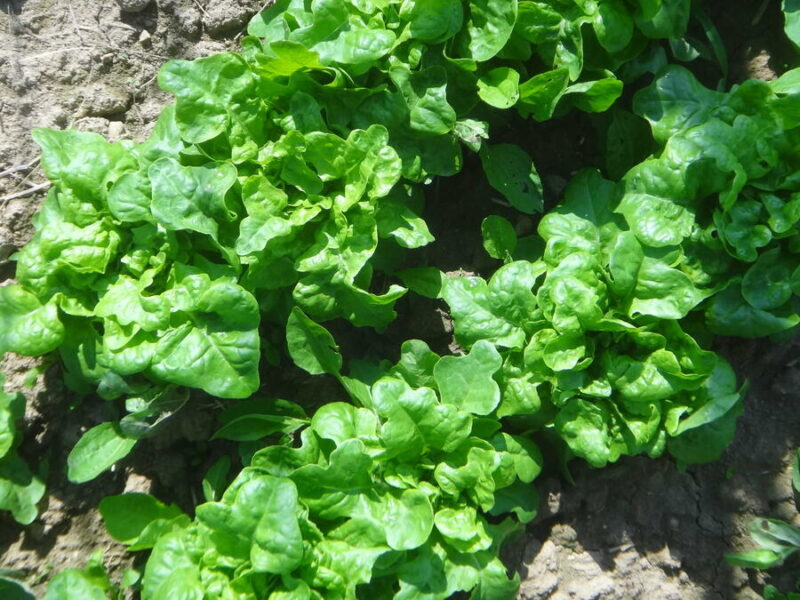 Emerald Oak lettuce