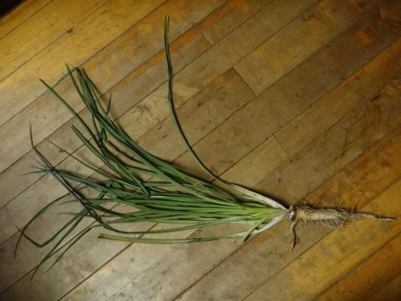 Fiore Blu salsify