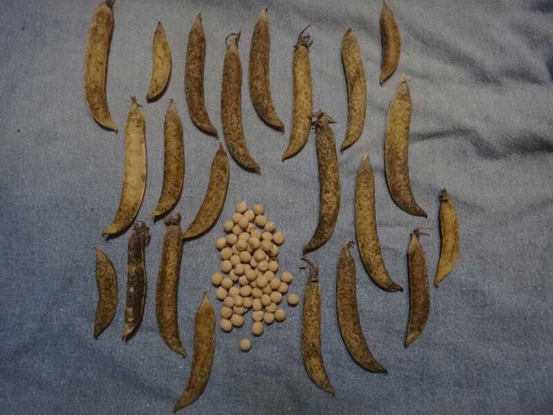 Flamische Riesen Schnabel pea