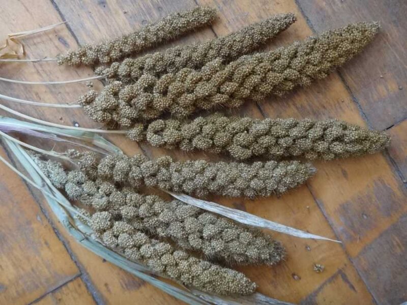 Golden Temple foxtail millet