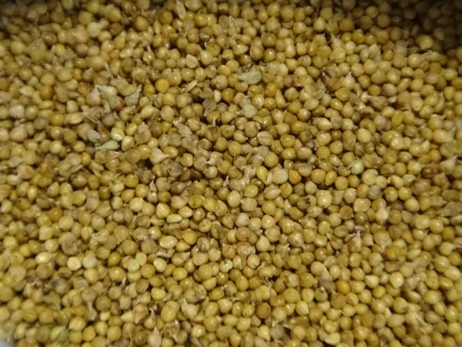 Golden Temple foxtail millet - Image 2