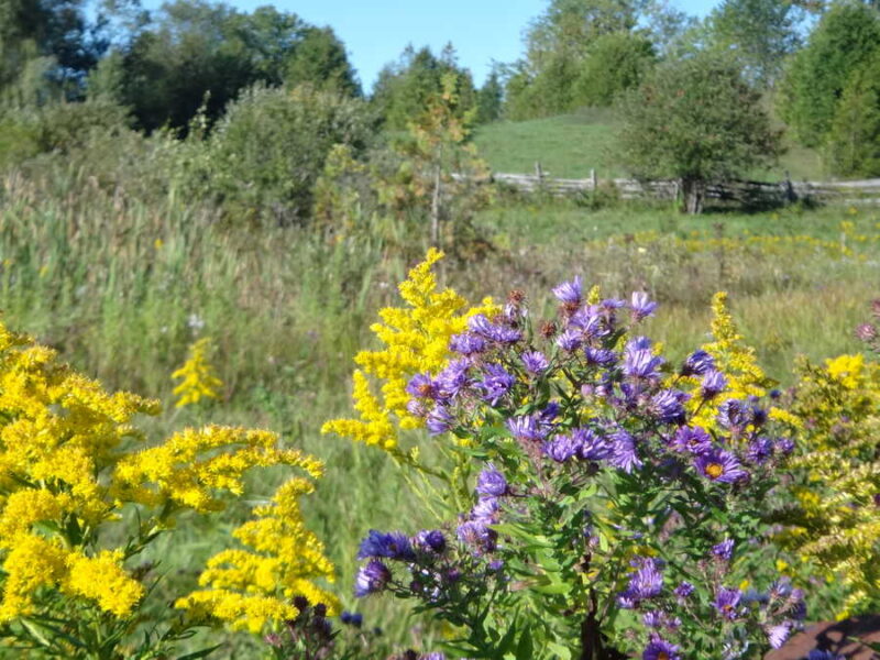 Goldenrod