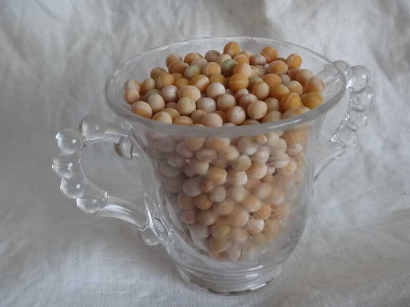 Golderbse pea