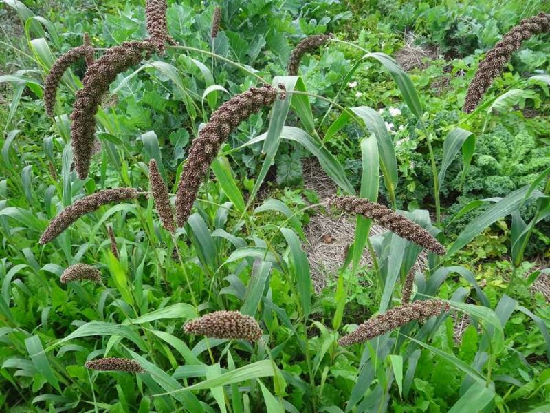 Hell’s Canyon foxtail millet