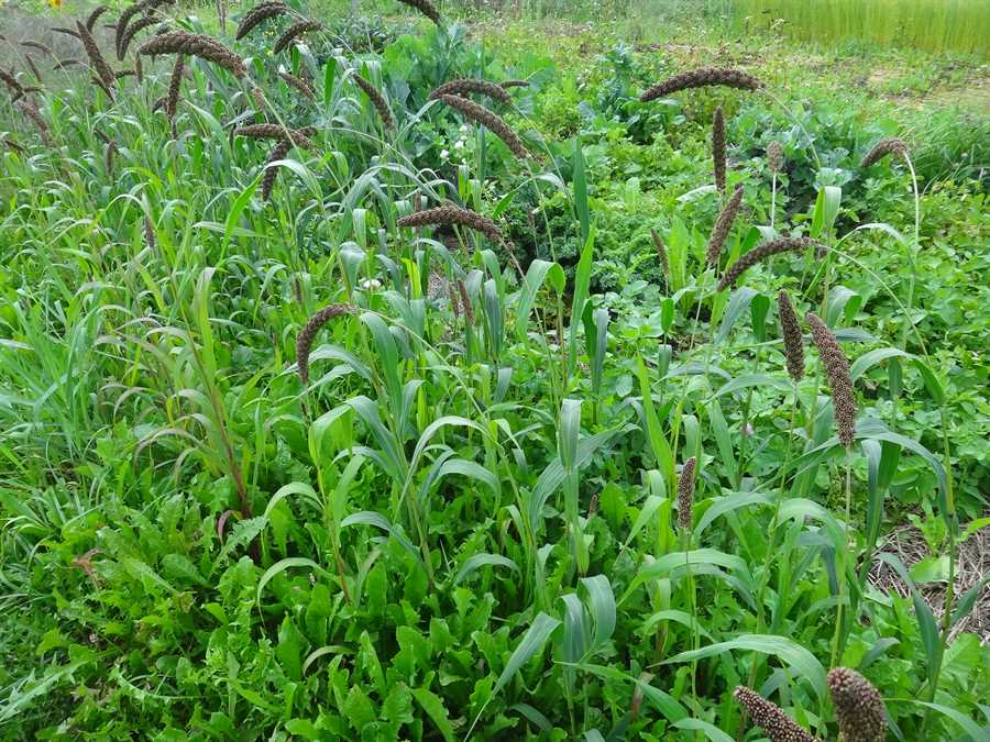Hell's Canyon foxtail millet - Image 2