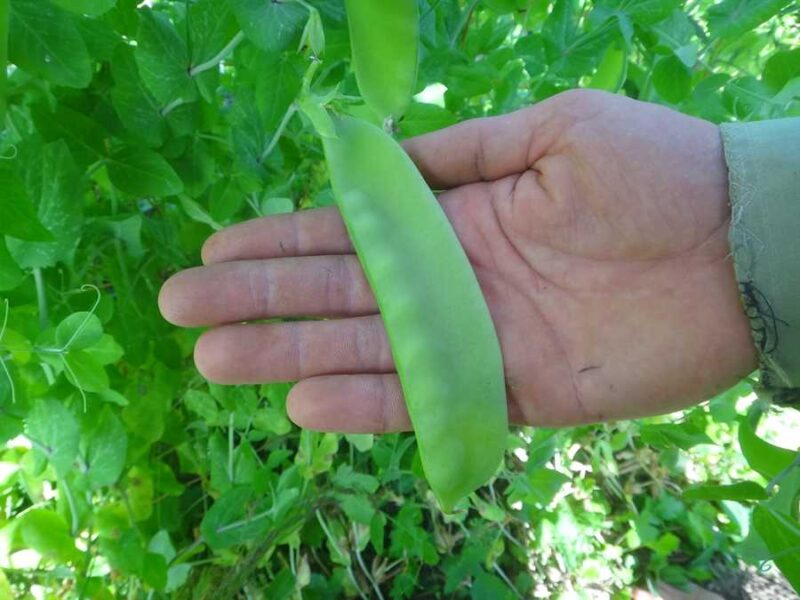 Japanese Snow pea