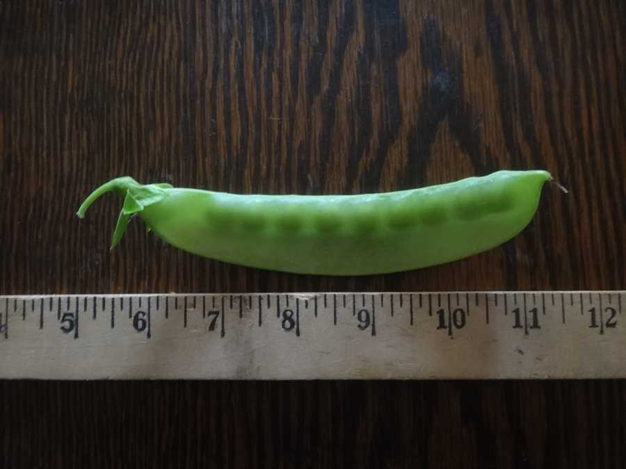 Japanese Snow pea - Image 2