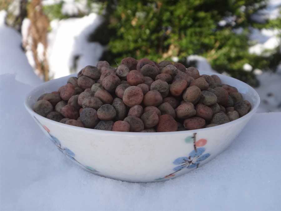 Japanese Snow pea - Image 4