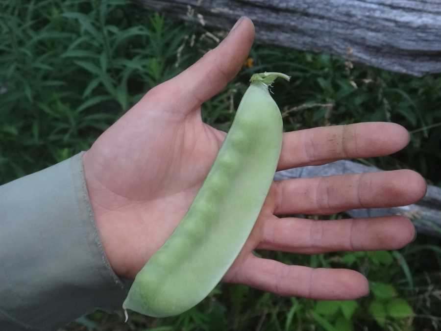 Japanese Snow pea - Image 3