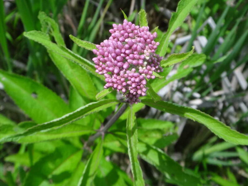 Joe Pye Weed