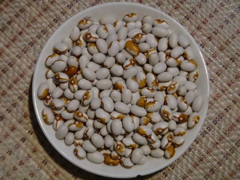 Kenearly Yellow Eye bean