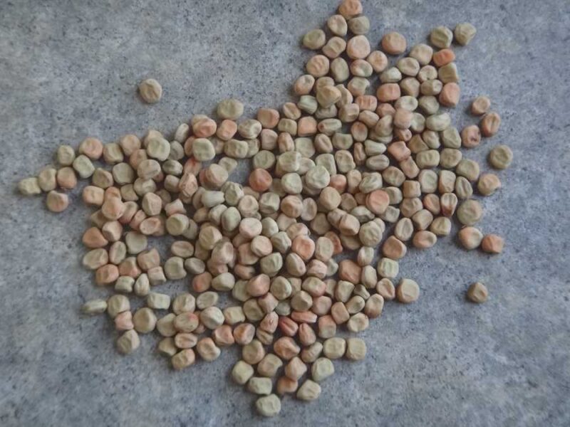 Lollandske Rosiner pea