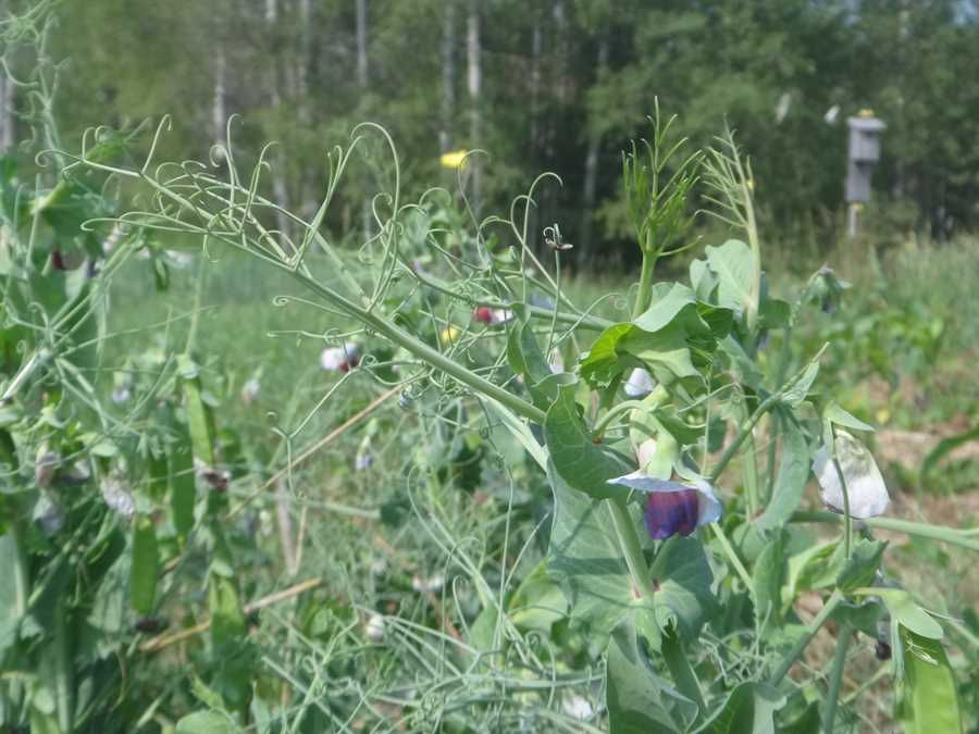 Lollandske Rosiner pea - Image 2