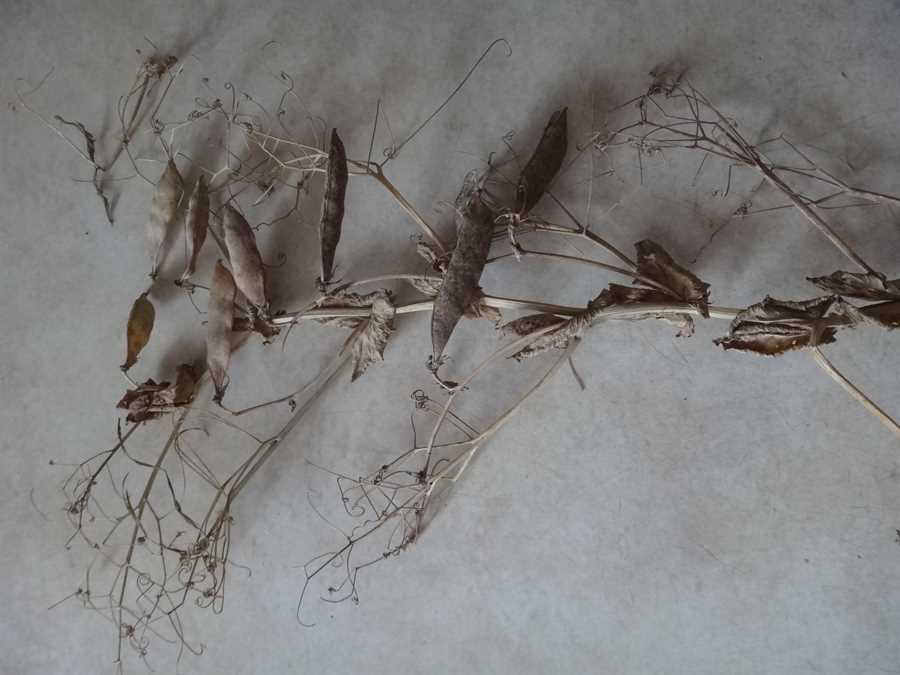 Lollandske Rosiner pea - Image 4